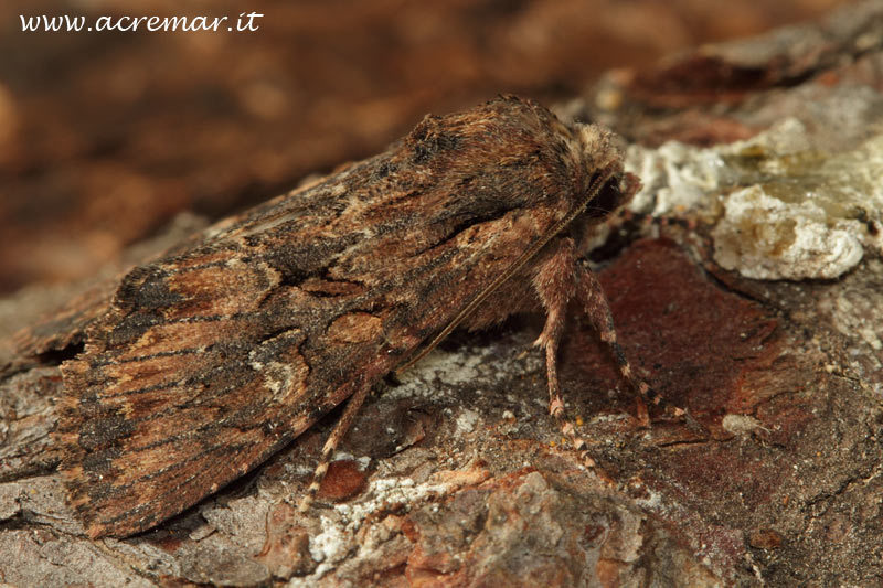 Noctuidae da identificare